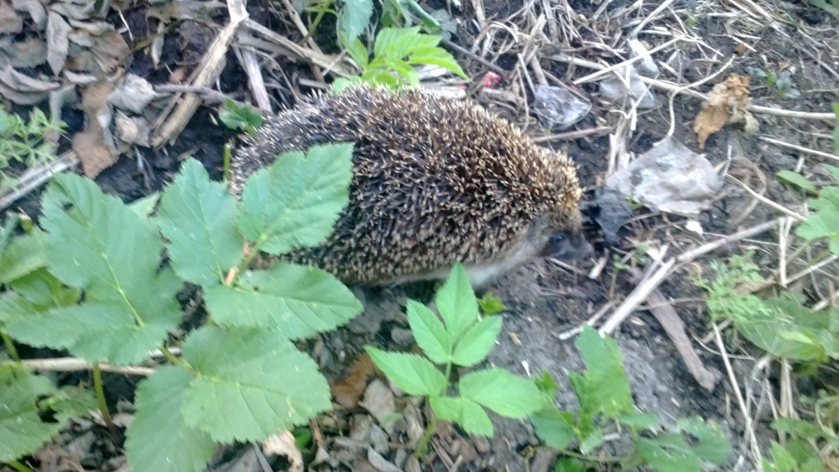 Nokia Lumia 820 camera sample Photo. Captured without flashlight at Night. Orientation: Landscape. ISO: 400. Exposure time: 46855/1000000. Focus: 220/100. Original size: 3552x2000. Uploaded By anonymous At 26 Dec, 2018