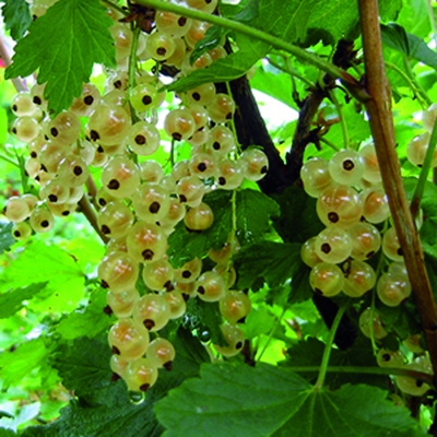 Canon DIGITAL IXUS 330 camera sample Photo. Captured without flashlight at Daylight. Orientation: Landscape. Exposure time: 1/60. Focus: 27/10. Original size: 400x400. Uploaded By anonymous At 27 Apr, 2019