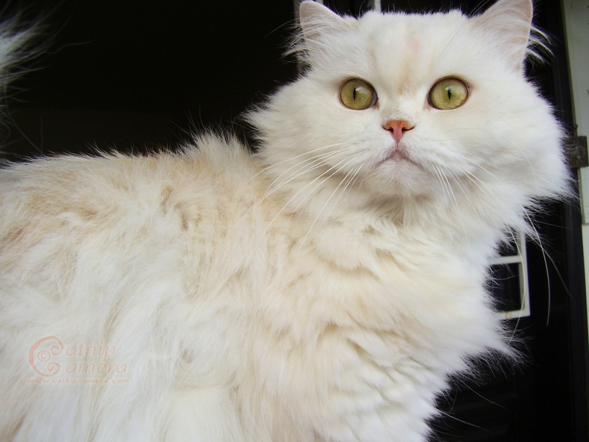 Olympus D-535 Zoom (C-370 Zoom) camera sample Photo. Captured without flashlight at Daylight. Orientation: Landscape. ISO: 64. Exposure time: 4119/1000000. Focus: 29/10. Original size: 1400x1050. Uploaded By anonymous At 02 Apr, 2019