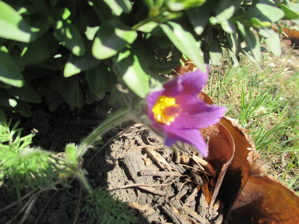 Canon IXUS 150 camera sample Photo. Captured without flashlight at Daylight. Orientation: Landscape. ISO: 200. Exposure time: 1/640. Focus: 32/10. Original size: 1024x768. Uploaded By anonymous At 27 Apr, 2019