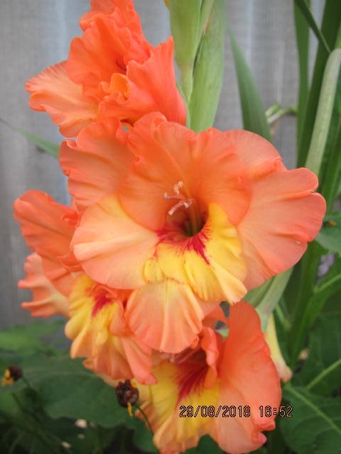 Canon PowerShot SD4500 IS / Digital IXUS 1000 HS / IXY 50S camera sample Photo. Captured without flashlight at Daylight. Orientation: Portrait. ISO: 125. Exposure time: 1/100. Focus: 34/10. Original size: 480x640. Uploaded By anonymous At 27 Apr, 2019