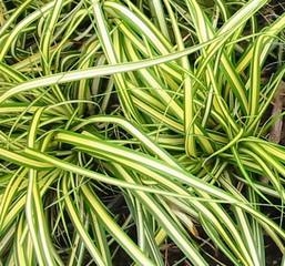 Canon PowerShot A30 camera sample Photo. Captured without flashlight Orientation: Landscape. Exposure time: 1/160. Focus: 28/10. Original size: 257x240. Uploaded By anonymous At 27 Apr, 2019