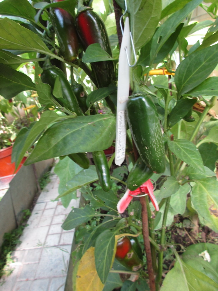 Canon IXUS 170 camera sample Photo. Captured without flashlight at Daylight. Orientation: Portrait. ISO: 125. Exposure time: 1/60. Focus: 36/10. Original size: 750x1000. Uploaded By anonymous At 27 Apr, 2019