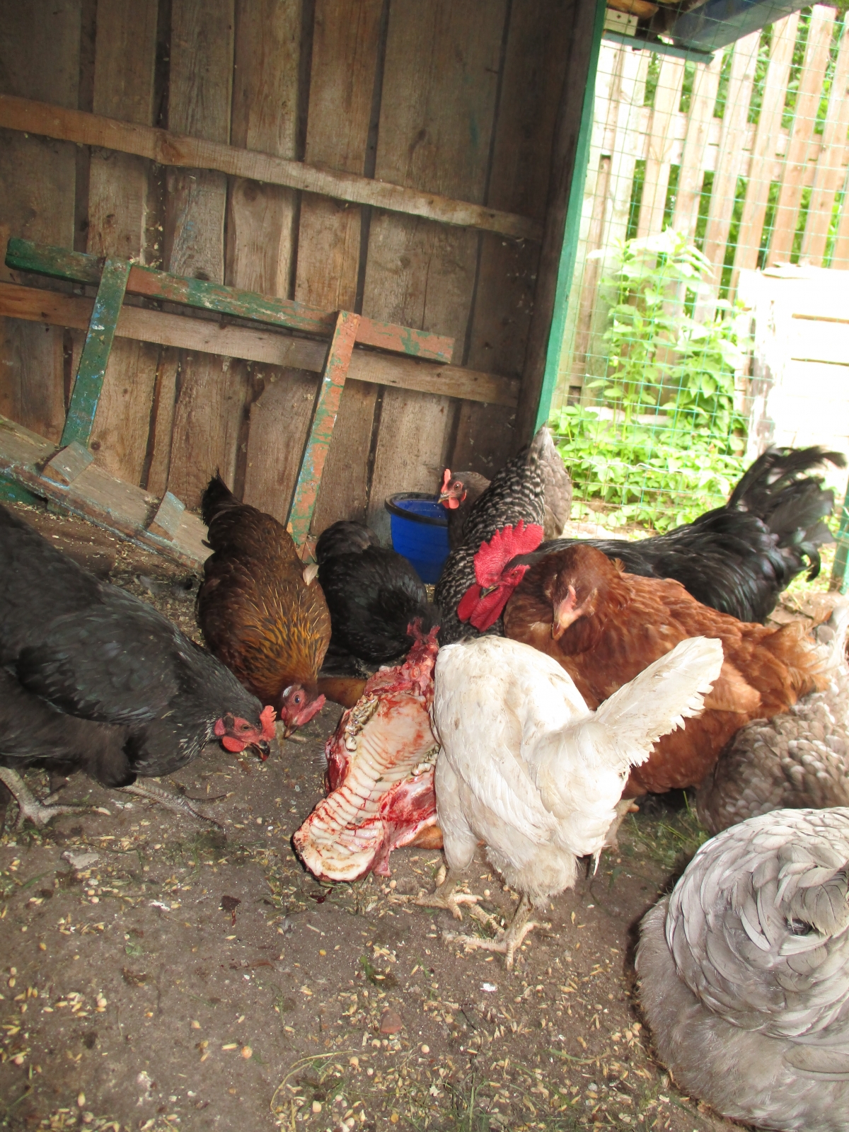 Canon IXUS 185 camera sample Photo. Captured with flashlight at Daylight. Orientation: Portrait. ISO: 160. Exposure time: 1/60. Focus: 32/10. Original size: 3864x5152. Uploaded By anonymous At 15 Jan, 2021